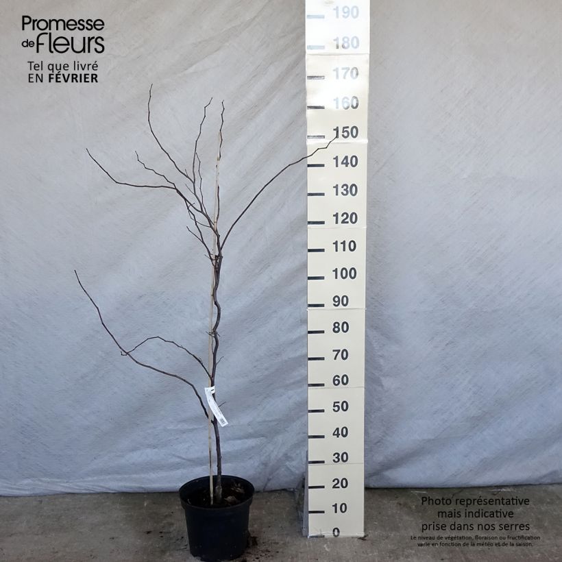 Example of Kanadischer Judasbaum Carolina Sweetheart - Cercis canadensis Topf mit 6L/7L as you get in hiver