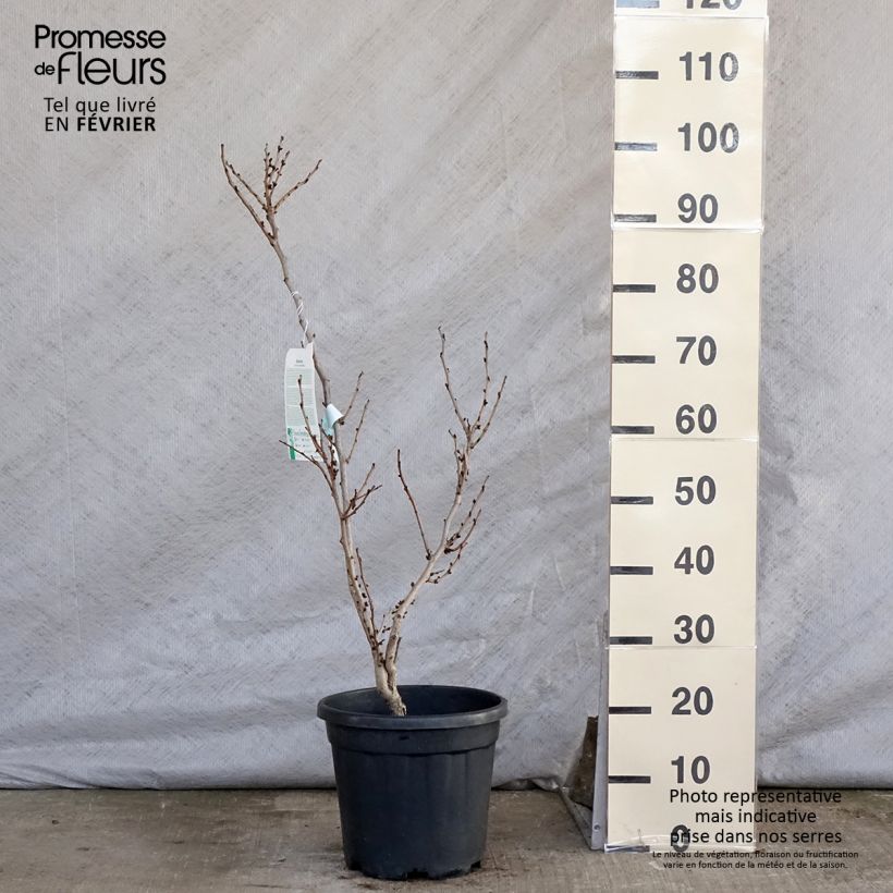 Exemplar von Chinesischer Judasbaum Avondale - Cercis chinensis Topf mit 7,5L/10L wie im Winter geliefert