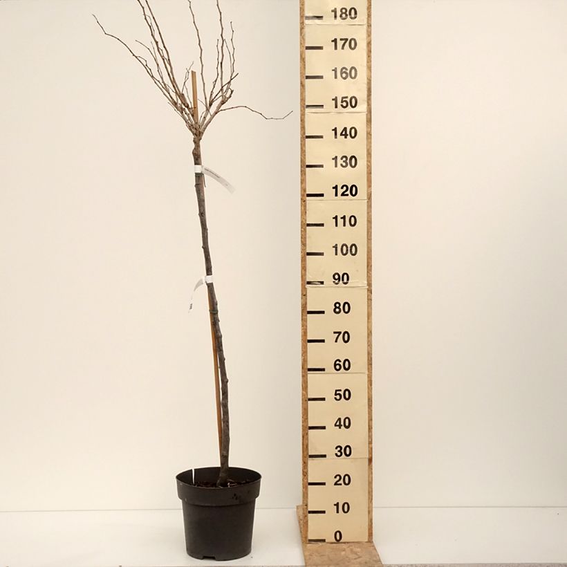 Example of Chinesischer Judasbaum Don Egolf - Cercis chinensis Topf mit 12L/15L as you get in hiver