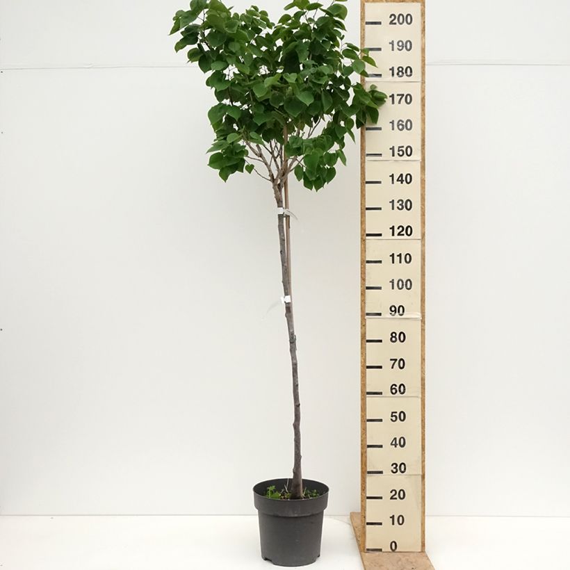 Exemplar von Chinesischer Judasbaum Don Egolf - Cercis chinensis Topf mit 12L/15L, Stamm wie im Frühjahr geliefert