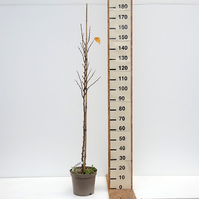 Exemplar von Chinesischer Judasbaum Kay's Early Hope - Cercis chinensis Topf mit 6L/7L wie im Herbst geliefert