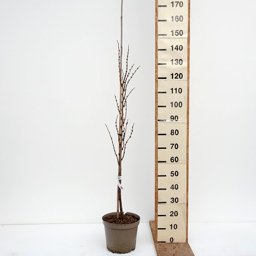 Exemplar von Chinesischer Judasbaum Kay's Early Hope - Cercis chinensis Topf mit 6L/7L, Stämmchen wie im Winter geliefert