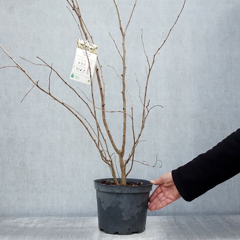 Example of Chinesischer Judasbaum Shirobana - Cercis chinensis Topf mit 4L/5L as you get in automne