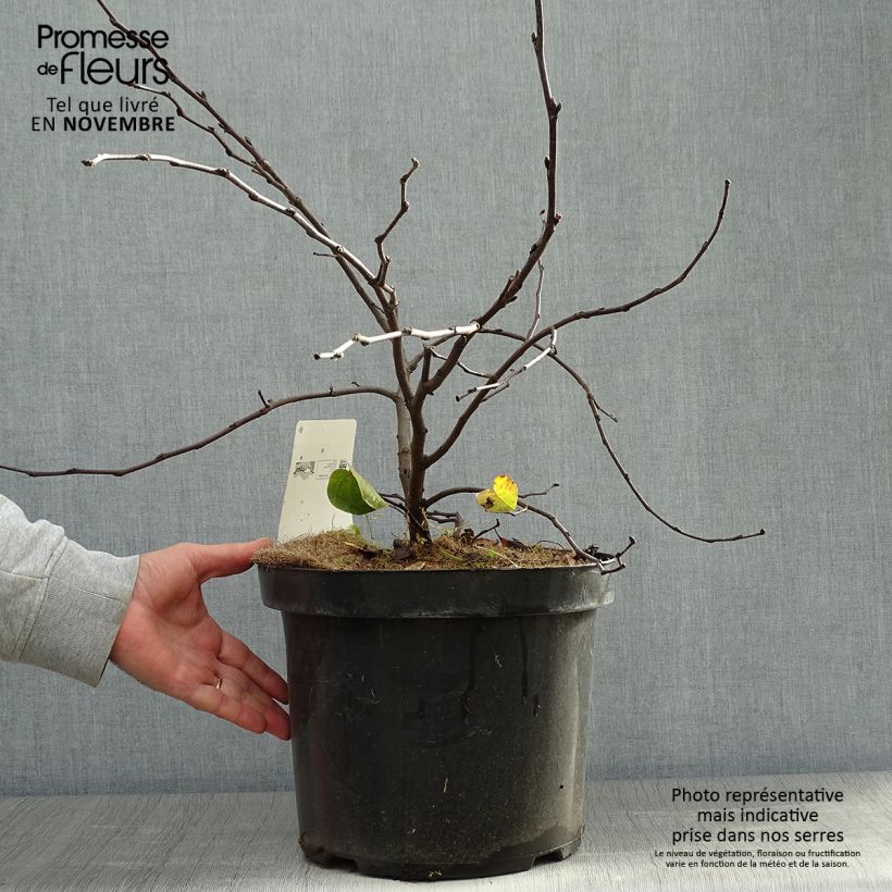 Example of Judasbaum - Cercis siliquastrum Topf mit 7,5L/10L as you get in automne