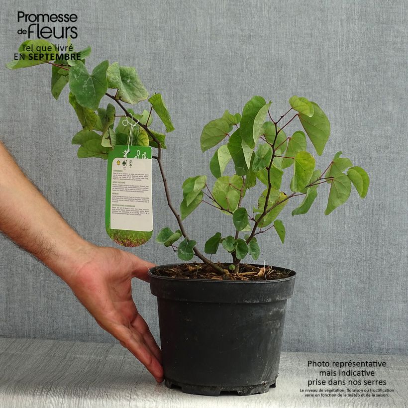 Example of Judasbaum - Cercis siliquastrum Topf mit 3L/4L as you get in ete