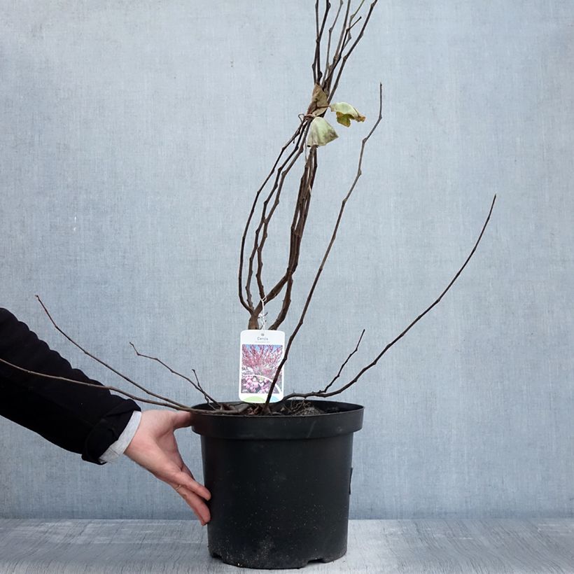 Example of Judasbaum - Cercis siliquastrum Topf mit 7,5L/10L as you get in automne