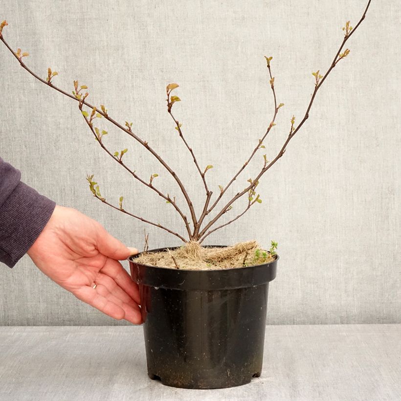 Exemplar von Judasbaum - Cercis siliquastrum Topf mit 3L/4L wie im Frühjahr geliefert