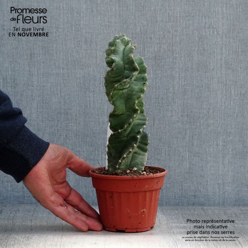 Example of Cereus forbesii Spiralis - Säulenkaktus Topf 12 cm / 13 cm as you get in automne