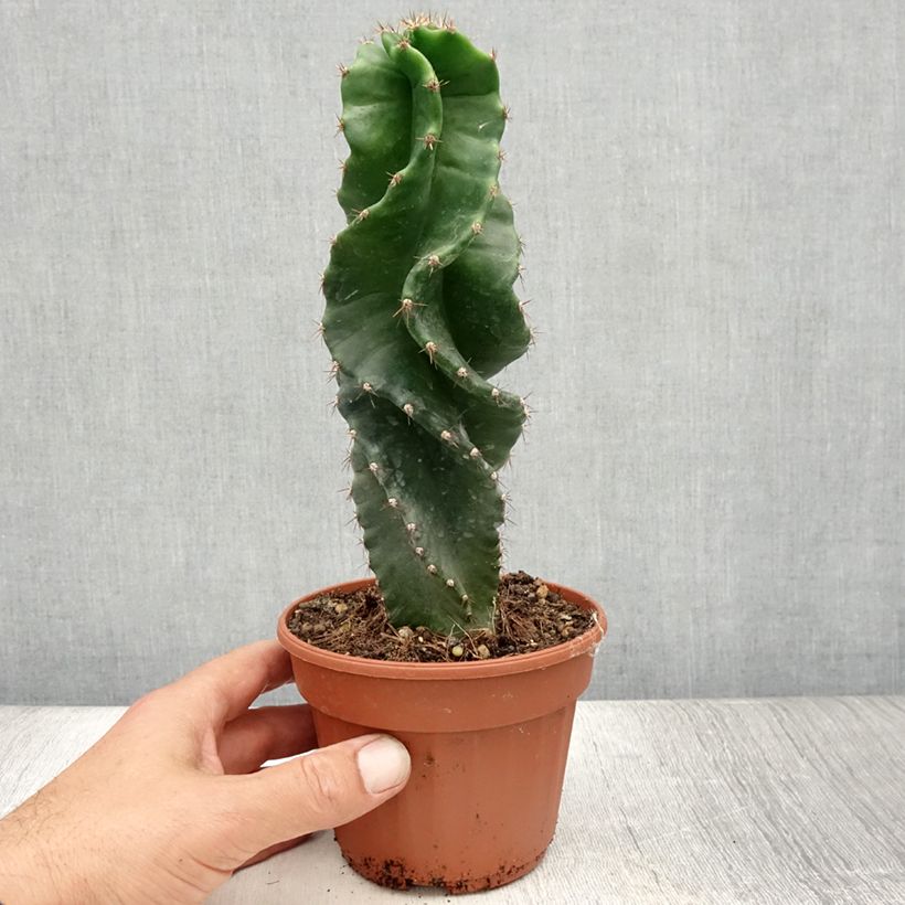 Exemplar von Cereus forbesii Spiralis - Säulenkaktus Topf 12 cm / 13 cm wie im Sommer geliefert