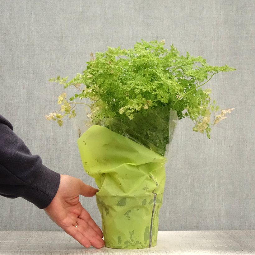 Example of Garten-Kerbel Pflanzen - Anthriscus cerefolium Topf mit 1,5L/2L as you get in ete