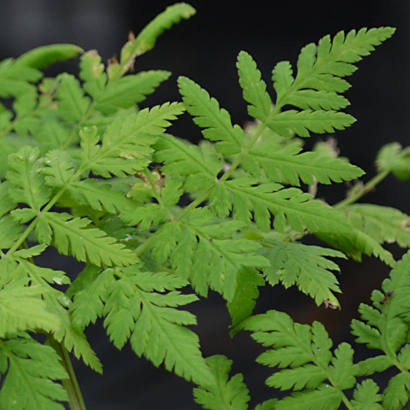 Süßdolde - Myrrhis odorata (Foliage)