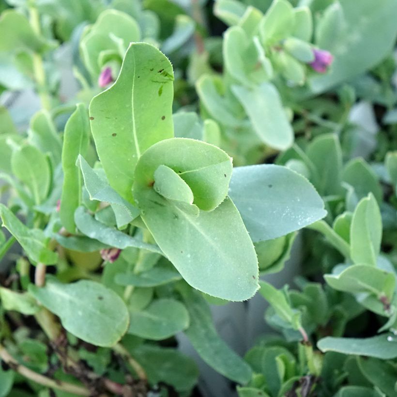 Cerinthe glabra - Alpen-Wachsblume (Foliage)