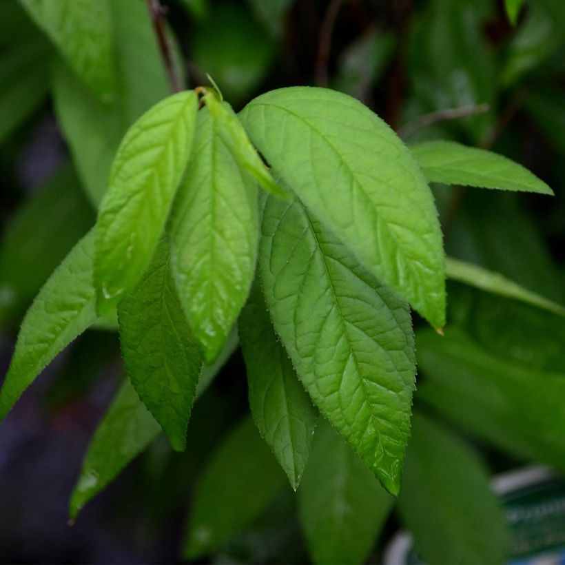 Drüsen-Kirsche Alba Plena - Prunus glandulosa (Foliage)