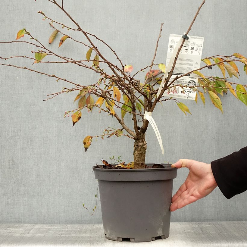 Example of Zierkirsche Autumnalis Rosea - Prunus Topf mit 7,5L/10L as you get in automne