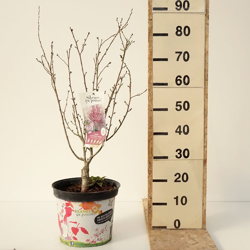 Exemplar von Zierkirsche Autumnalis Rosea - Prunus Topf mit 7,5L/10L wie im Winter geliefert