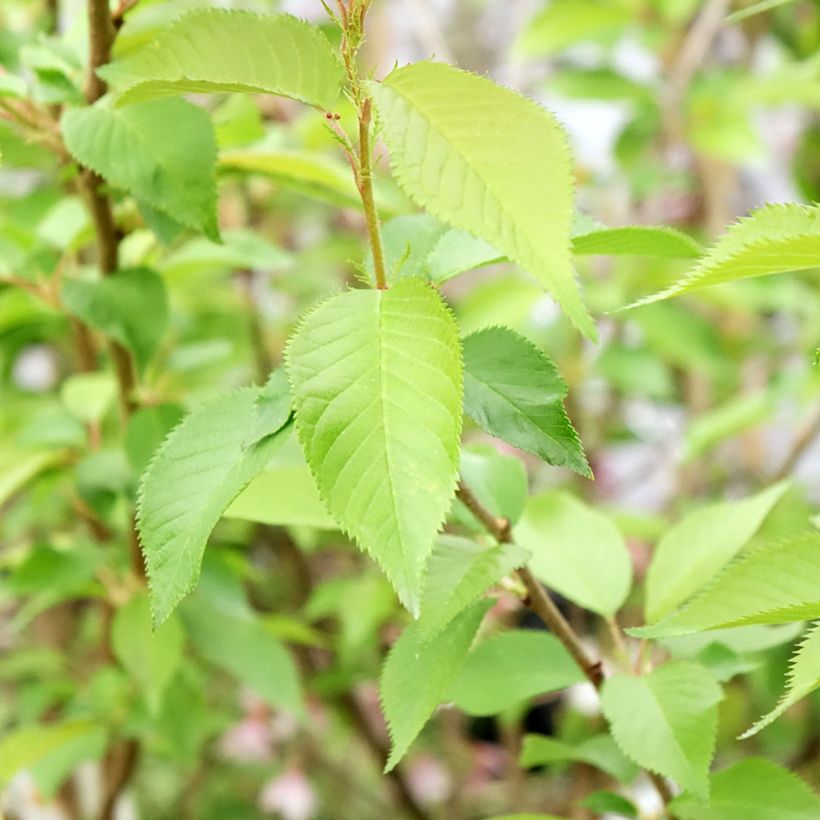 Zierkirsche Autumnalis Rosea - Prunus (Foliage)