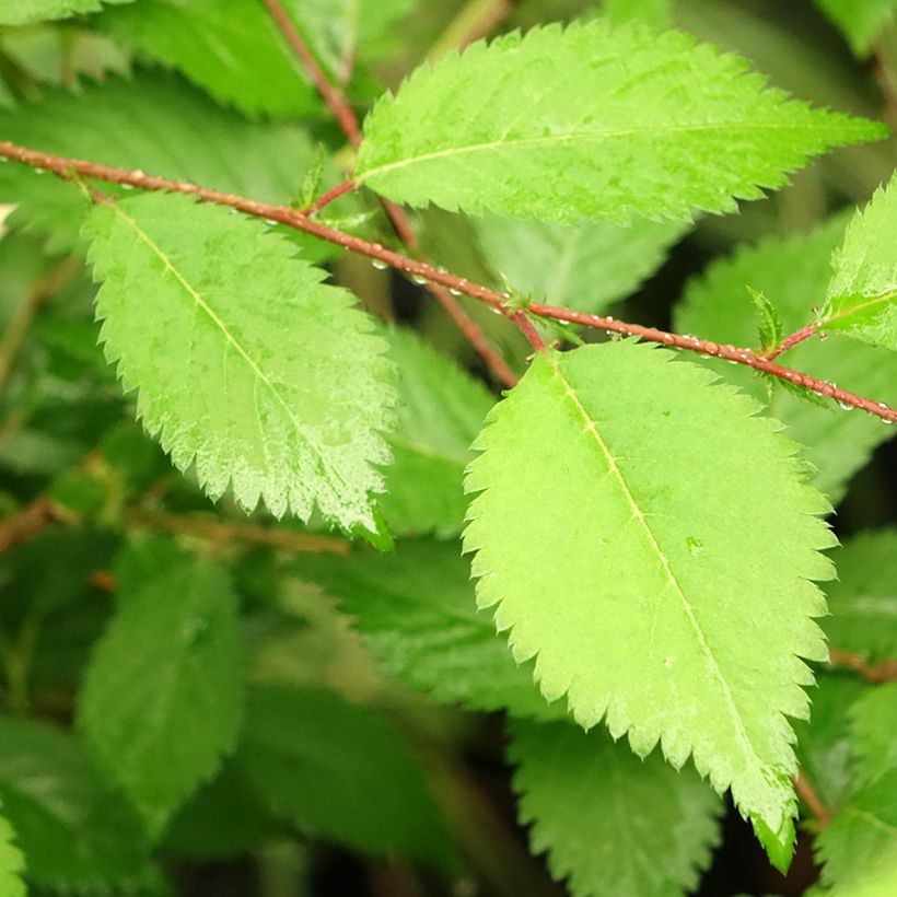 Fuji-Kirsche Mikinori - Prunus incisa (Foliage)