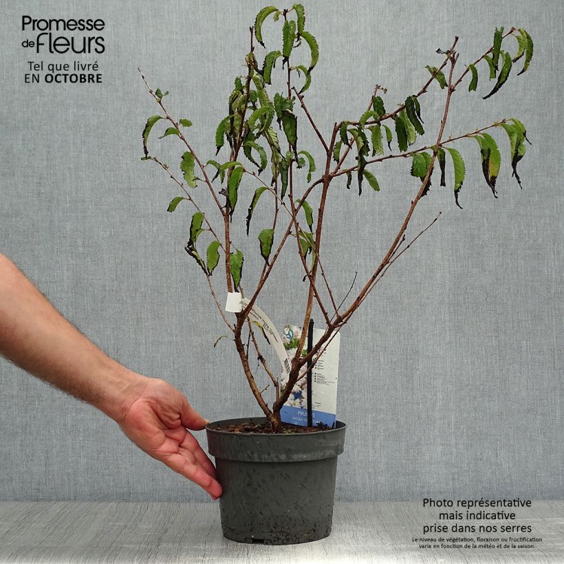 Example of Fuji-Kirsche Oshidori - Prunus incisa Topf mit 2L/3L as you get in automne