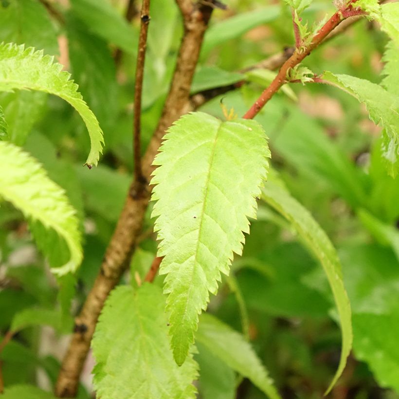 Fuji-Kirsche Oshidori - Prunus incisa (Foliage)