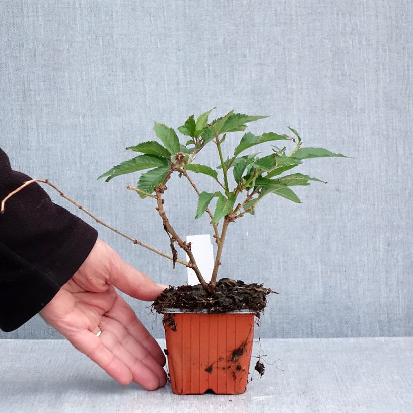 Exemplar von Fuji-Kirsche Paean - Prunus incisa Kleine Töpfe von 8/9 cm wie im Herbst geliefert