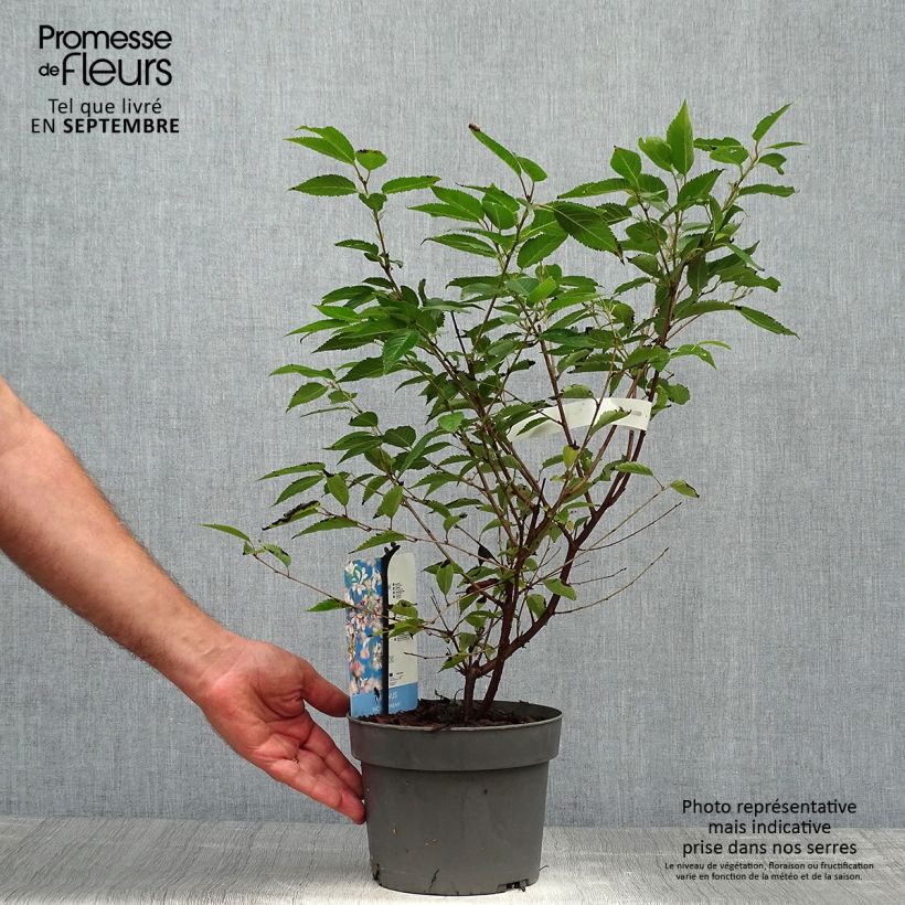 Example of Fuji-Kirsche Paean - Prunus incisa Topf mit 2L/3L as you get in automne