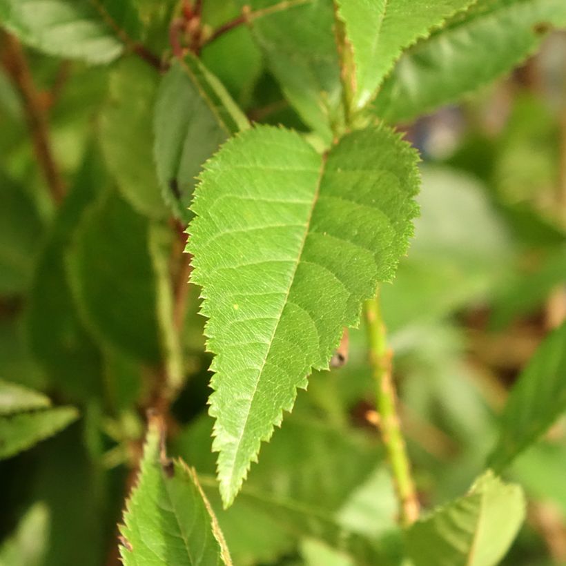 Fuji-Kirsche Paean - Prunus incisa (Foliage)