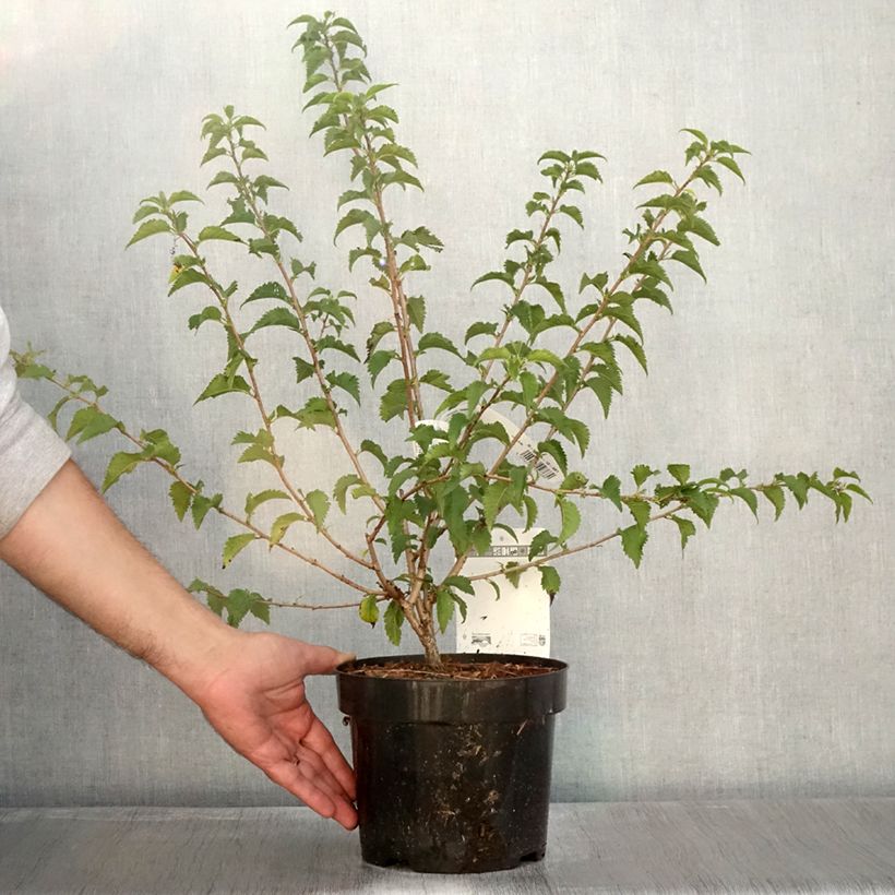 Example of Fuji-Kirsche Yamadei - Prunus incisa Topf mit 2L/3L as you get in automne