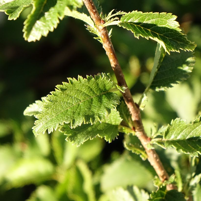 Fuji-Kirsche Yamadei - Prunus incisa (Foliage)