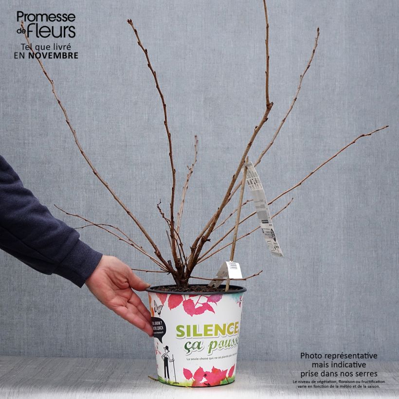 Example of Zierkirsche Accolade - Prunus Topf mit 4L/5L as you get in automne