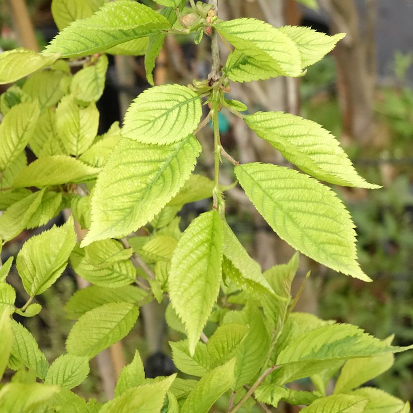 Fuji-Kirsche Frilly Frock - Prunus incisa (Foliage)