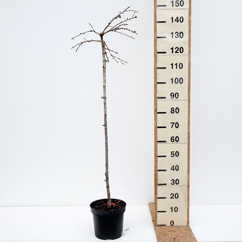 Exemplar von Fuji-Kirsche Frilly Frock - Prunus incisa Topf mit 7,5L/10L, Stamm wie im Herbst geliefert