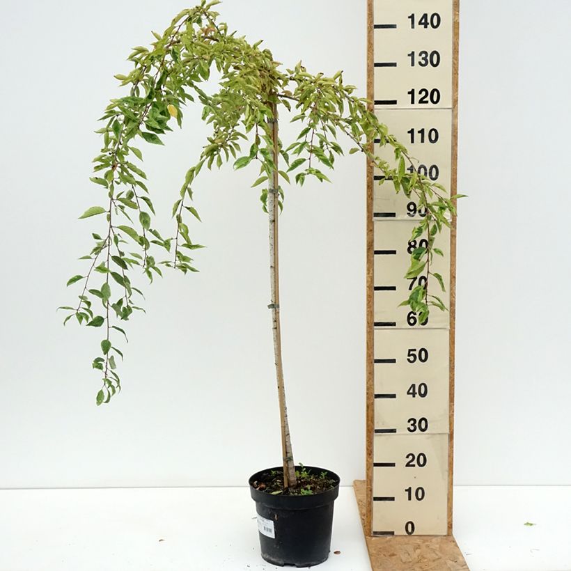 Example of Fuji-Kirsche Frilly Frock - Prunus incisa Topf mit 7,5L/10L as you get in ete