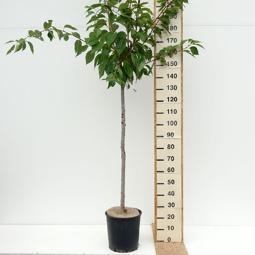 Exemplar von Zierkirsche Kanzan - Prunus serrulata Topf mit 7,5L/10L wie im Sommer geliefert