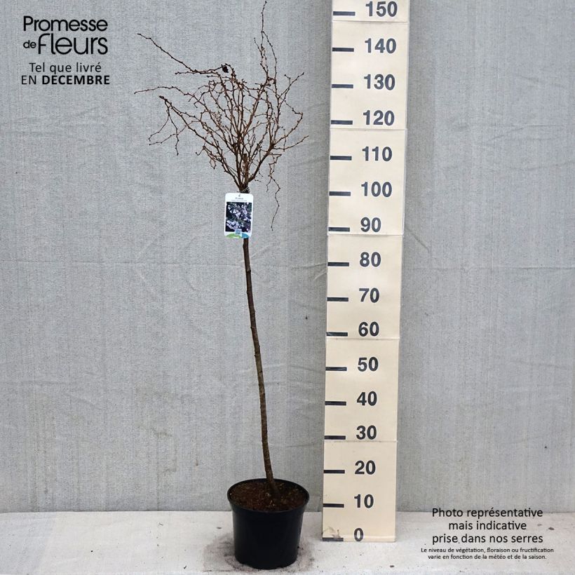 Example of Fuji-Kirsche Kojo no mai - Prunus incisa Topf mit 4L/5L as you get in automne