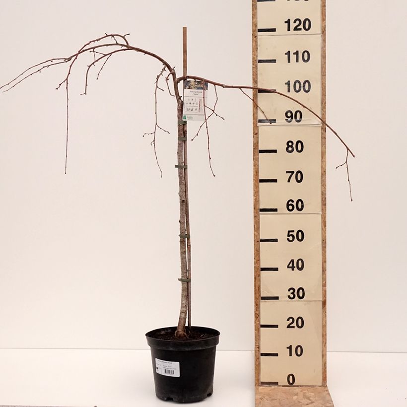Example of Yoshino-Kirsche Ivensii - Prunus yedoensis Topf mit 4L/5L as you get in hiver