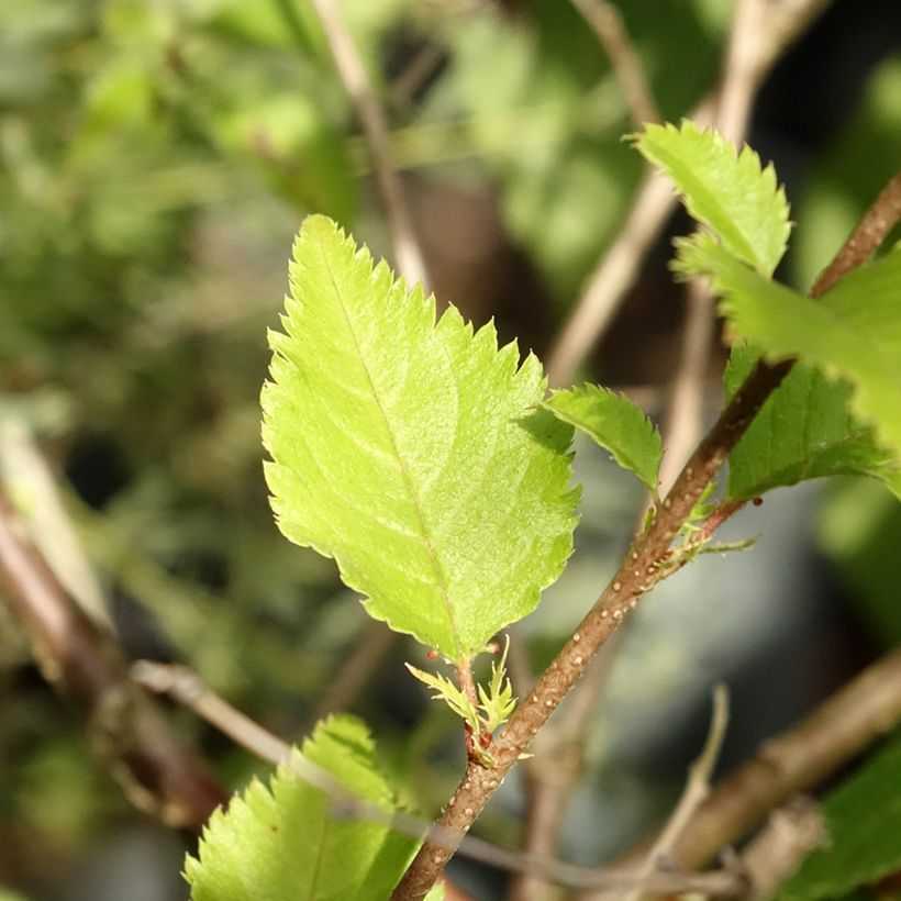 Zierkirsche Hally Jolivette - Prunus x subhirtella (Foliage)