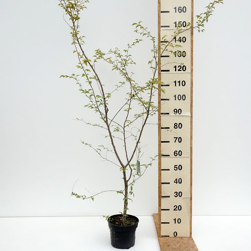 Example of Zierkirsche Hally Jolivette - Prunus x subhirtella Topf mit 4L/5L as you get in ete