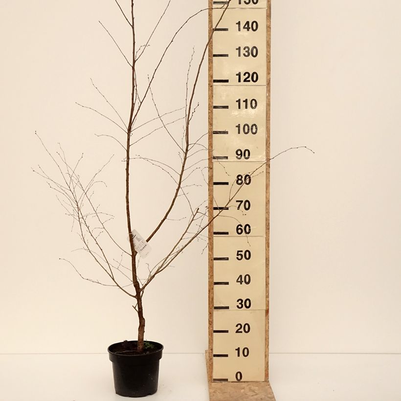 Exemplar von Zierkirsche Hally Jolivette - Prunus x subhirtella Topf mit 4L/5L wie im Winter geliefert