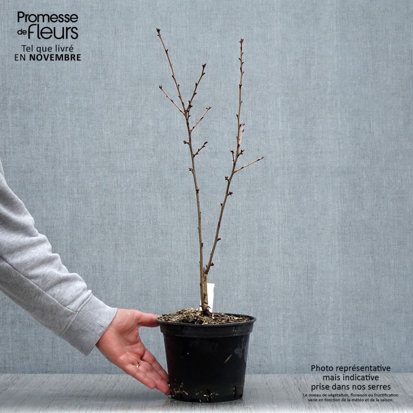 Example of Hilliers Kirsche Spire - Prunus hillieri Topf mit 3L/4L as you get in automne