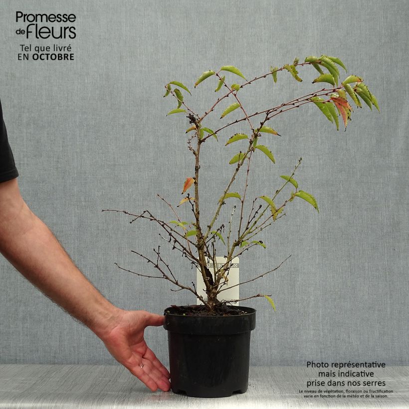Example of Kurilen-Kirsche Brillant - Prunus nipponica var. kurilensis Topf mit 2L/3L as you get in automne