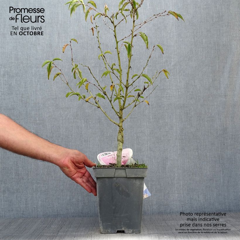 Example of Kurilen-Kirsche Brillant - Prunus nipponica var. kurilensis Topf mit 4L/5L as you get in automne