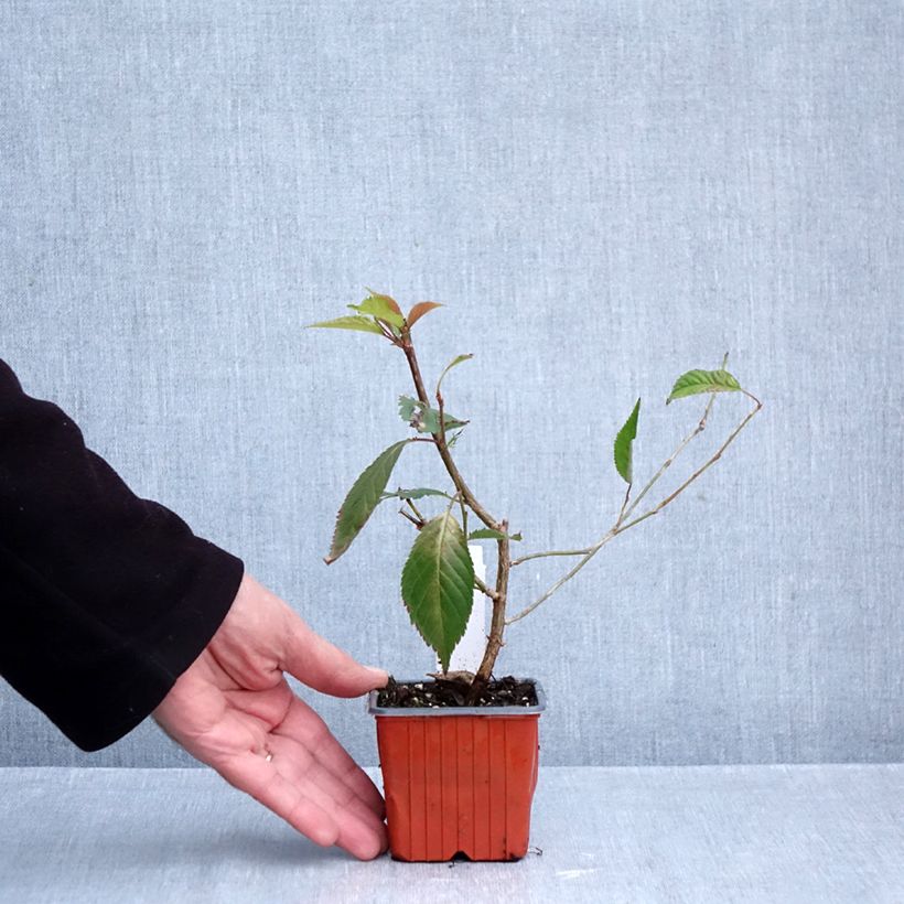 Exemplar von Kurilen-Kirsche Brillant - Prunus nipponica var. kurilensis Kleine Töpfe von 8/9 cm wie im Herbst geliefert