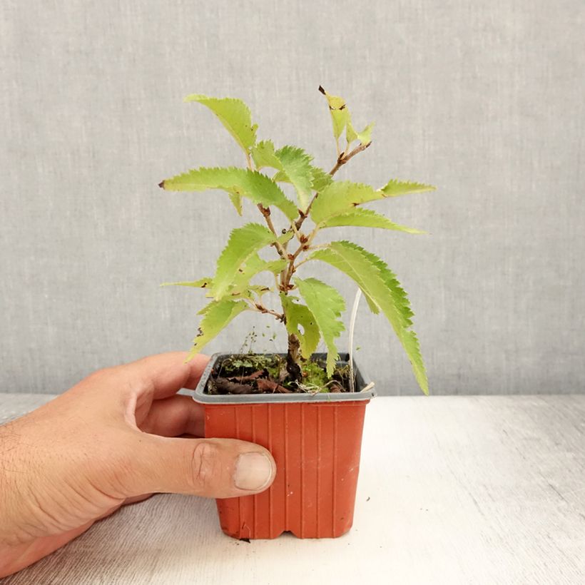Example of Kurilen-Kirsche Brillant - Prunus nipponica var. kurilensis Kleine Töpfe von 8/9 cm as you get in ete