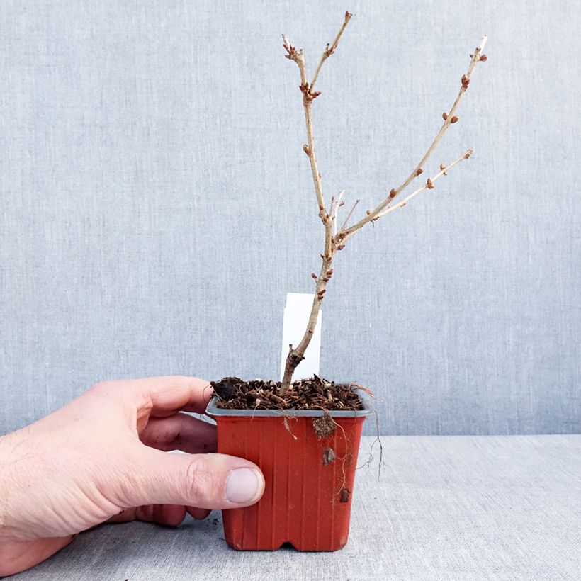 Exemplar von Kurilen-Kirsche Brillant - Prunus nipponica var. kurilensis Kleine Töpfe von 8/9 cm wie im Winter geliefert