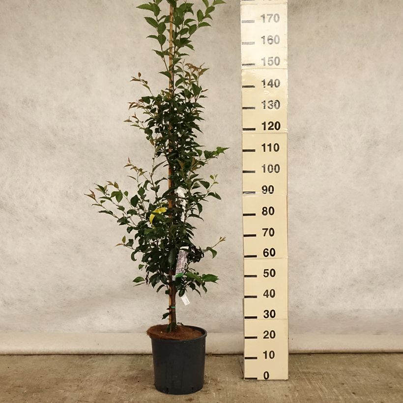 Exemplar von Zierkirsche Pandora - Prunus Topf mit 12L/15L, Stamm wie im Sommer geliefert