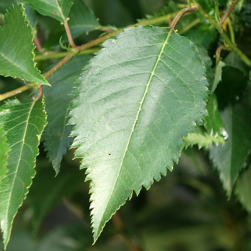 Zierkirsche Pandora - Prunus (Foliage)