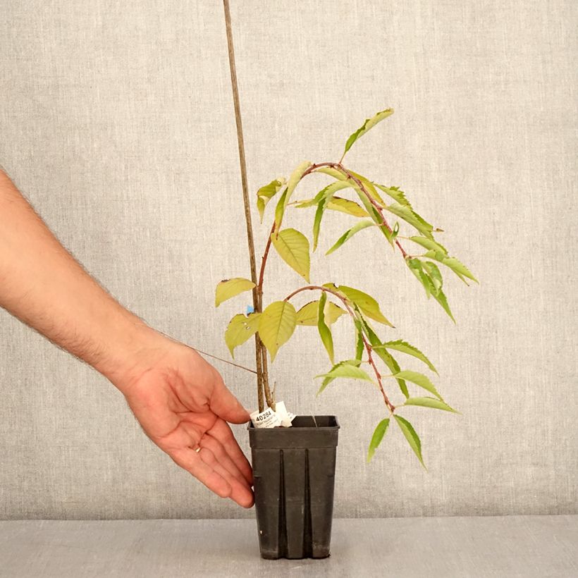Example of Zierkirsche Pink Cascade - Prunus Topf mit 1L/1,5L as you get in ete