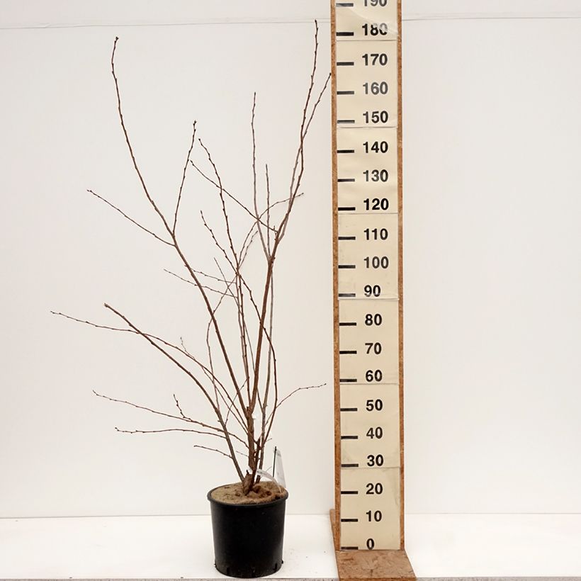 Exemplar von Zierkirsche Royal Flame - Prunus Topf mit 12L/15L wie im Winter geliefert