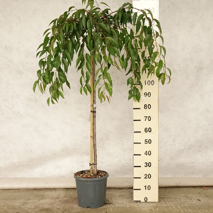 Example of Zierkirsche Kiku-Shidare-Zakura - Prunus serrulata Topf mit 7,5L/10L as you get in ete