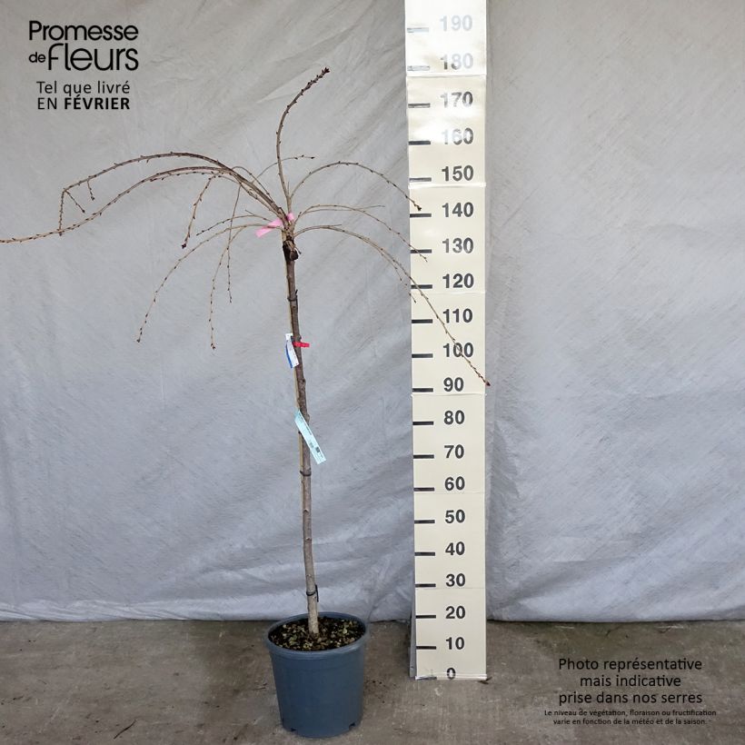 Exemplar von Zierkirsche Kiku-Shidare-Zakura - Prunus serrulata Topf mit 7,5L/10L wie im Winter geliefert